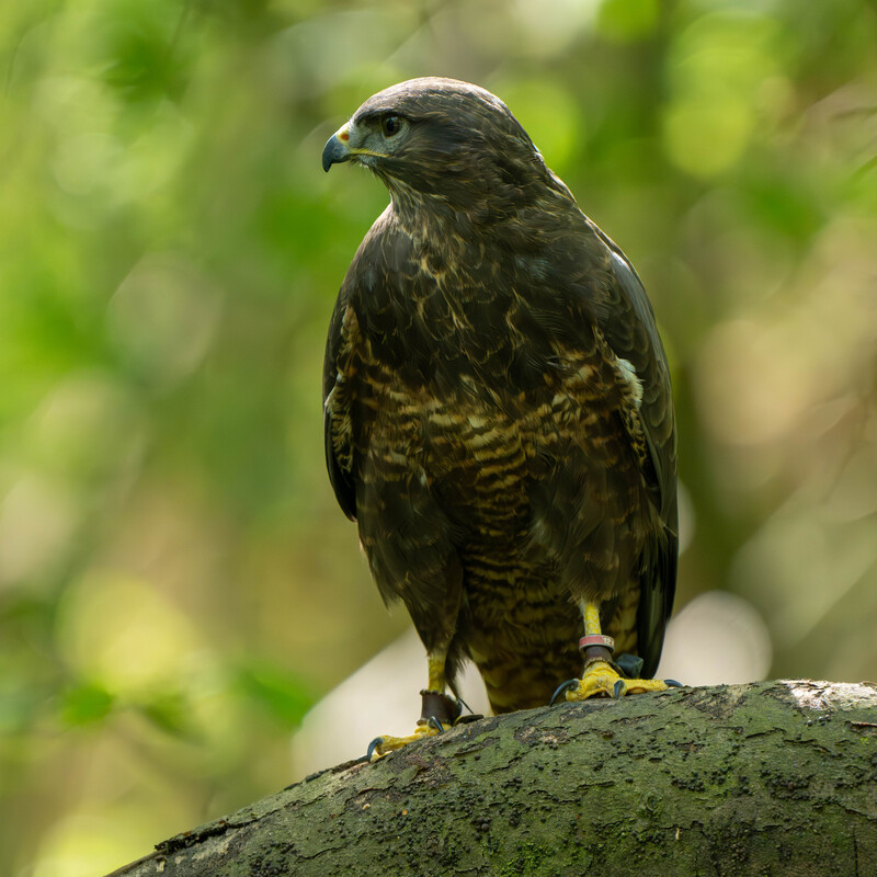 Common Buzzard