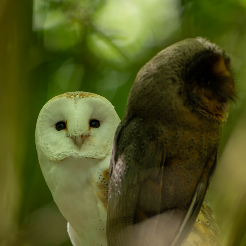 Barn Owl