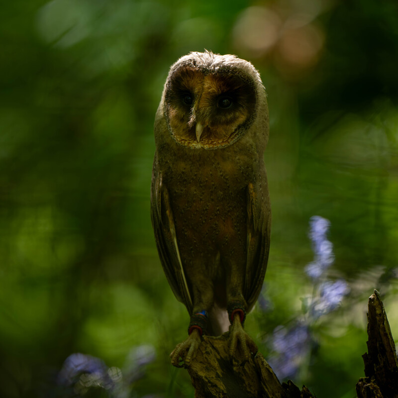 Barn Owl