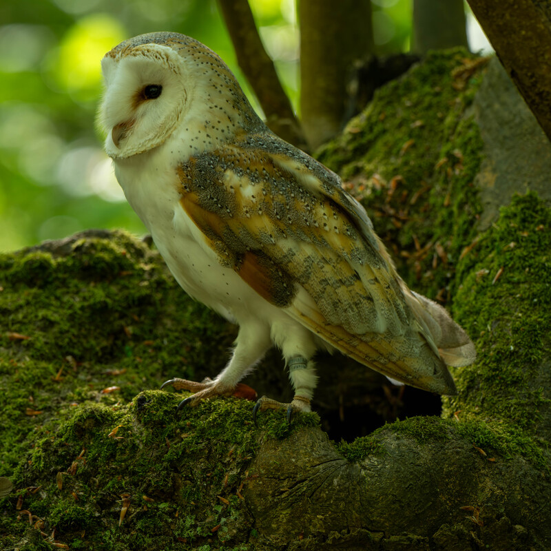 Barn Owl