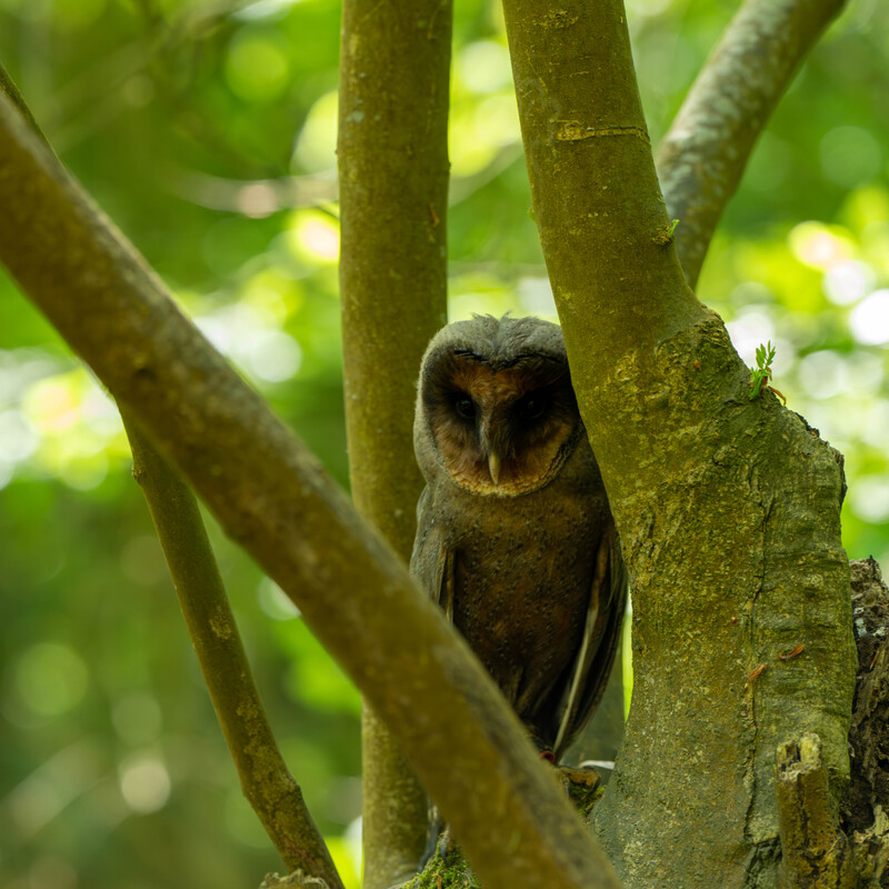Barn Owl