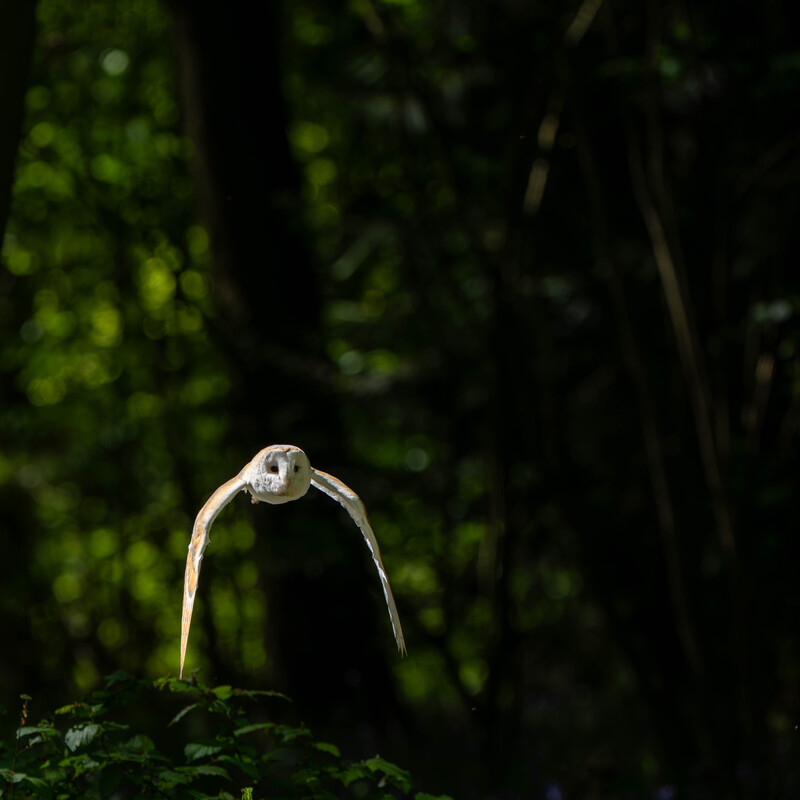 Barn Owl