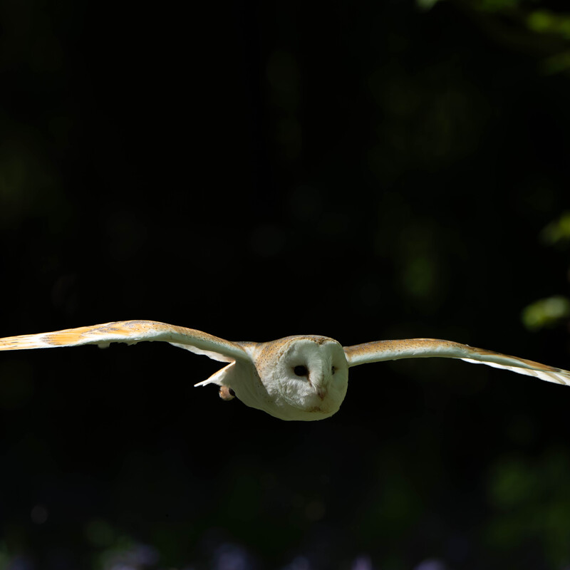 Barn Owl