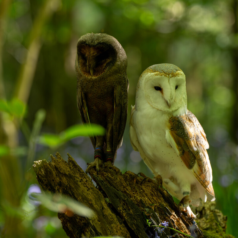 Barn Owl