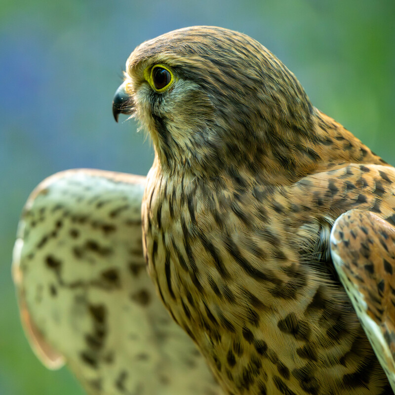 Kestrel