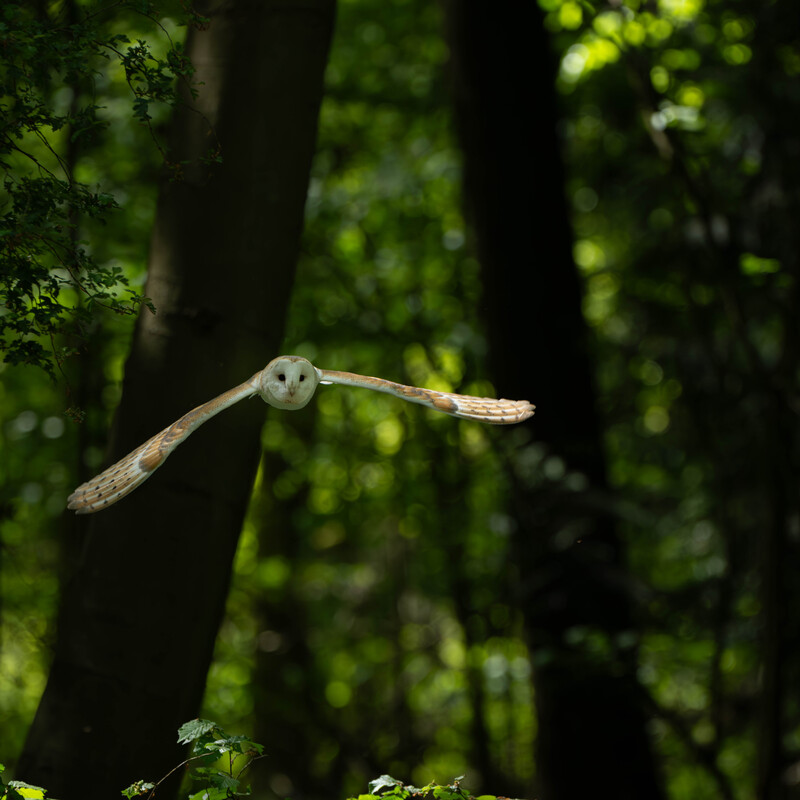 Barn Owl