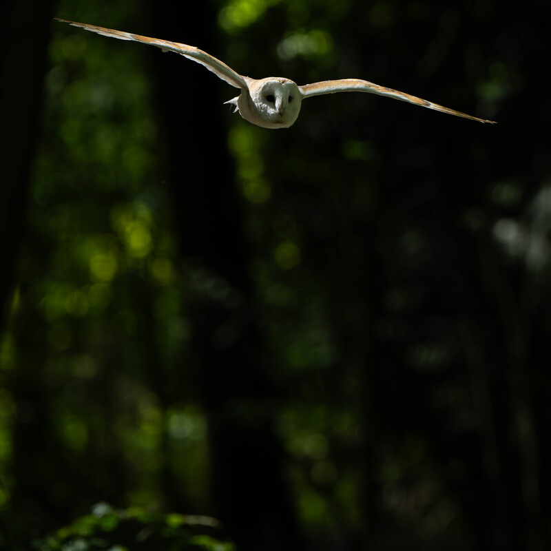 Barn Owl