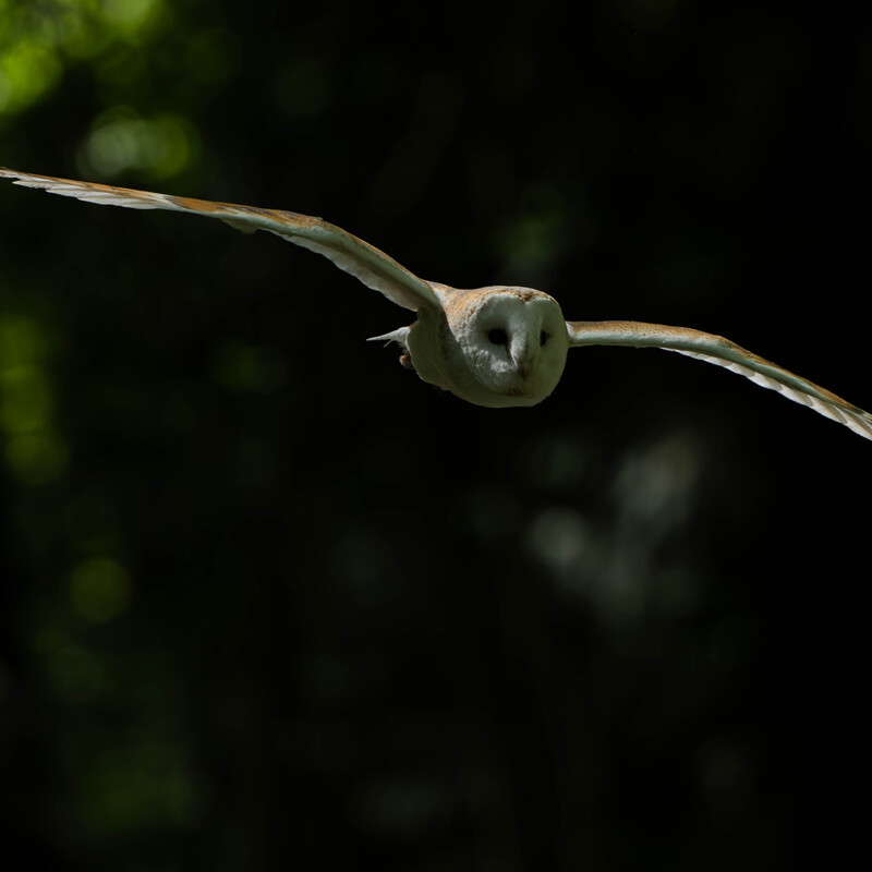 Barn Owl