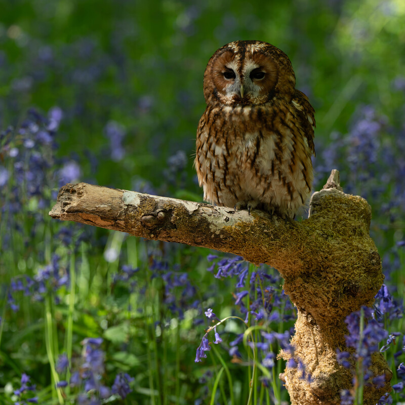 Tawny Owl