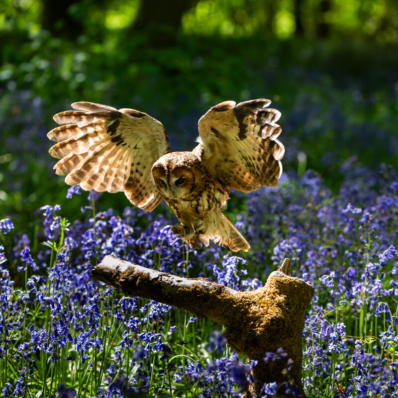 Tawny Owl