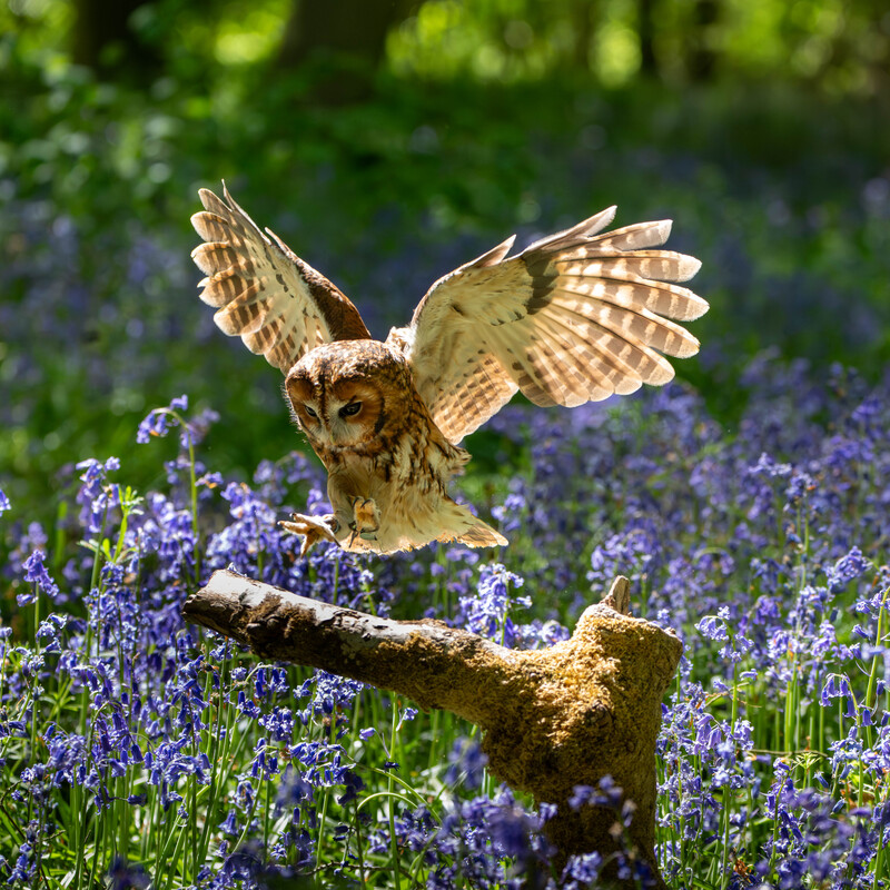 Tawny Owl