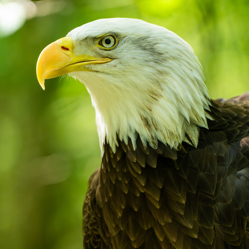 Bald Eagle