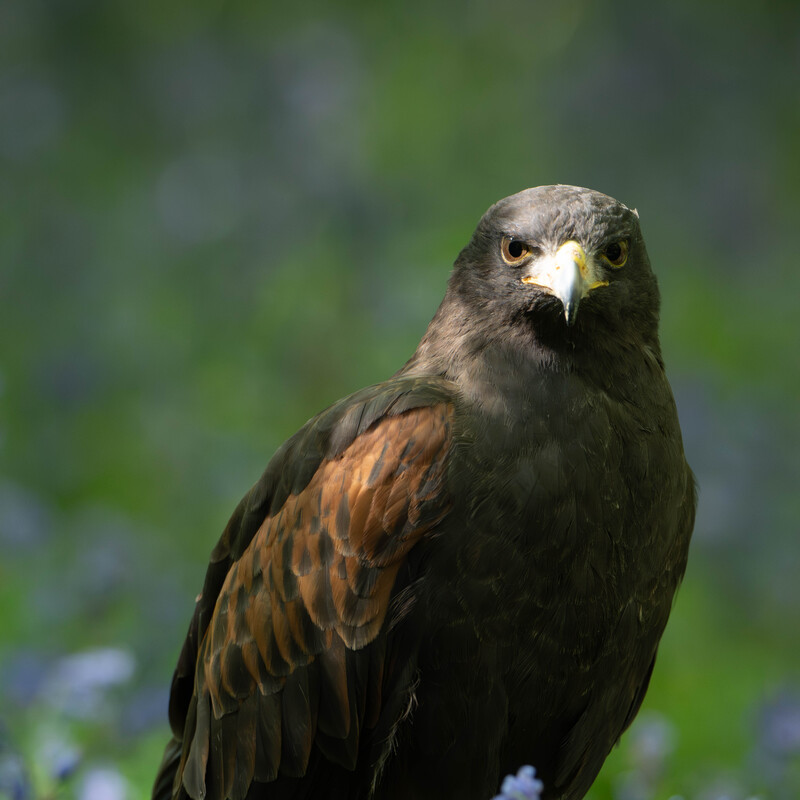 Harris Hawk