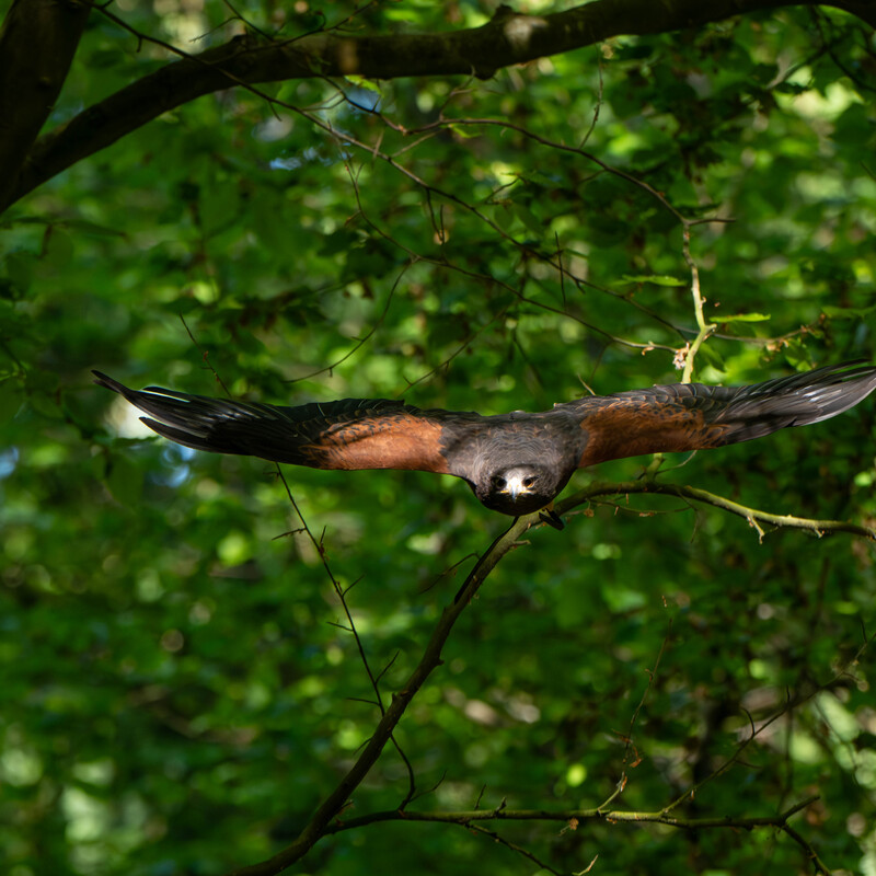 Harris Hawk
