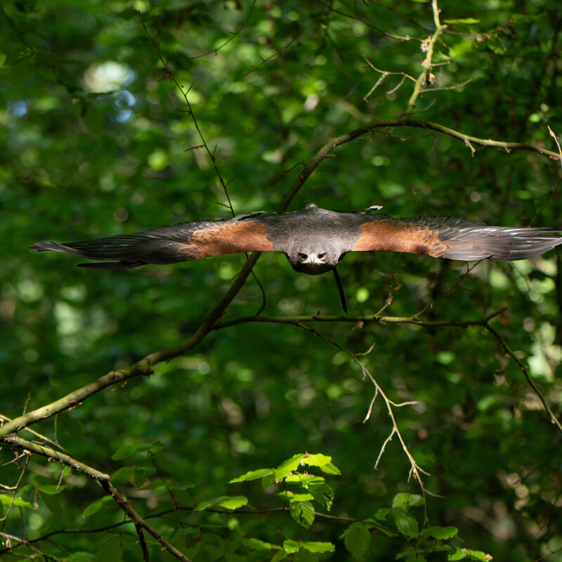 Harris Hawk