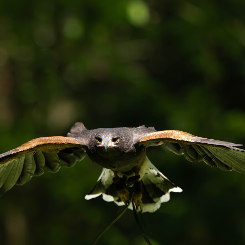 Harris Hawk