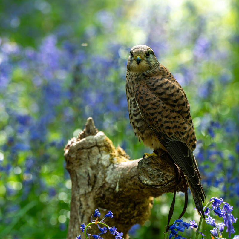 Kestrel
