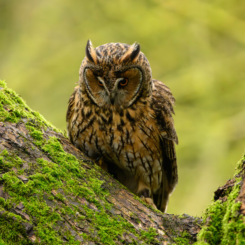 Long Eared Owl